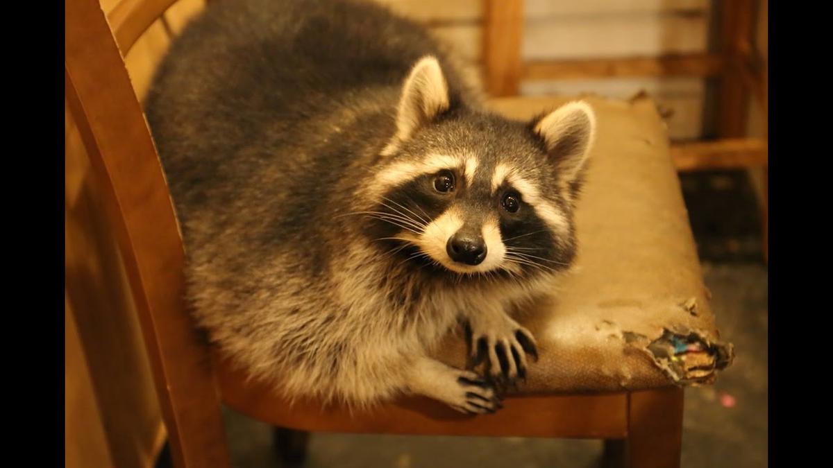 'Video thumbnail for There's a RACCOON CAFE in Seoul!? - South Korea Vlog'