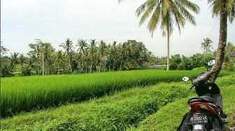 'Video thumbnail for Rice Terrace Instagram Mission - Ubud, Indonesia VLOG'